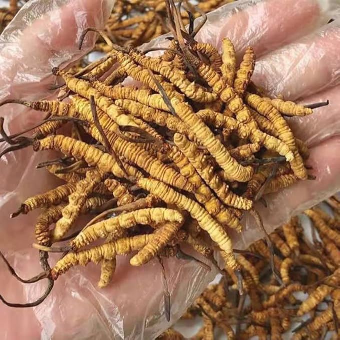 10 Gram 100% Wild Himalayan Cordyceps Sinensis Chinese Caterpillar Fungus - Image 4