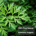 TEARELAE - Mugwort Tea - 2g x 30 Count - 100% Pure Natural Dried Herbs - - Image 7