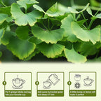 TEARELAE - Ginkgo Biloba Tea Bags - Image 5