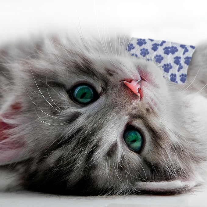 PetFlex Paw Pack – Flexible Self-Adhering Elastic Bandage - Image 5