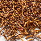 10 Gram 100% Wild Himalayan Cordyceps Sinensis Chinese Caterpillar Fungus - Image 5