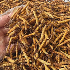 10 Gram 100% Wild Himalayan Cordyceps Sinensis Chinese Caterpillar Fungus - Image 3
