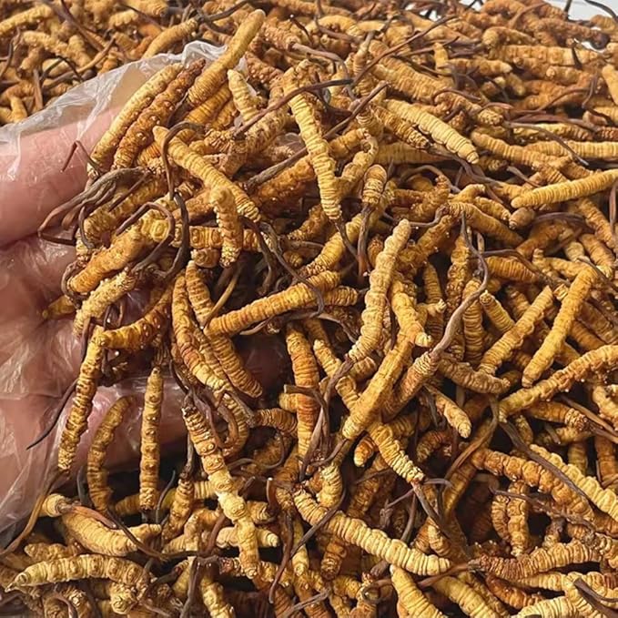 10 Gram 100% Wild Himalayan Cordyceps Sinensis Chinese Caterpillar Fungus - Image 3
