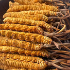 10 Gram 100% Wild Himalayan Cordyceps Sinensis Chinese Caterpillar Fungus - Image 2