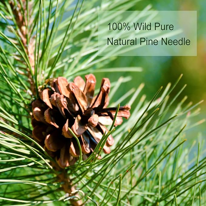 TEARELAE - Pine Needle Tea Bags - 3.53oz/100g - 100% Pure Natural Dried Masson - Image 6