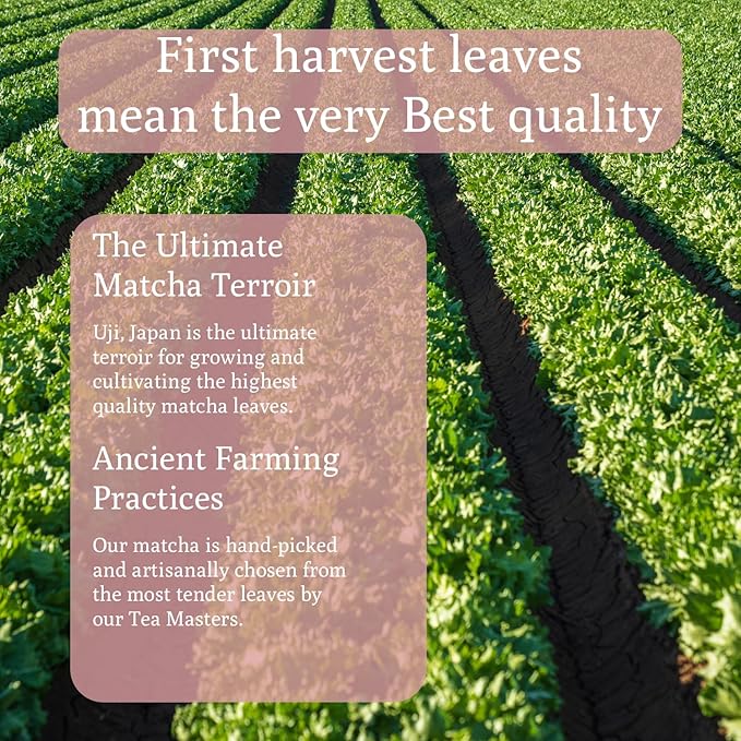 Ancient Roots Strawberry Matcha Powder 3.5 oz Japanese Green Tea Blend - Image 5