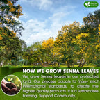 FreshDrinkUS, Premium 55 Senna Leaf Tea Bags, 100% Natural & Pure from Senna - Image 5