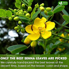 FreshDrinkUS, Premium 55 Senna Leaf Tea Bags, 100% Natural & Pure from Senna - Image 6