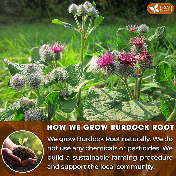 FreshDrinkUS, Premium 2oz Burdock Root Powder, 100% Natural & Pure from Burdock - Image 5