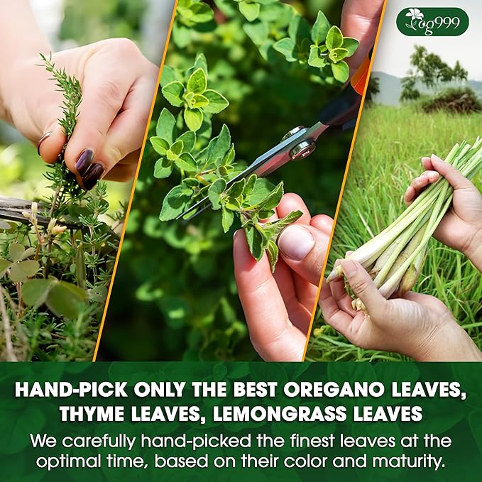 TOG999, Premium Oregano Herbal Tea - Image 6