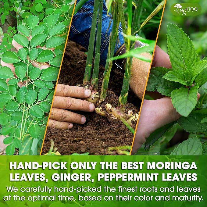TOG999, Premium Moringa Ginger Peppermint Herbal Tea – 120 Tea Bags – - Image 6