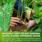 TOG999, Premium Moringa Ginger Peppermint Herbal Tea – 120 Tea Bags – - Image 6
