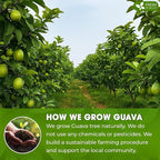 FreshDrinkUS, Premium 4.5oz Guava Leaf Powder, 100% Natural & Pure from Leaves - Image 4