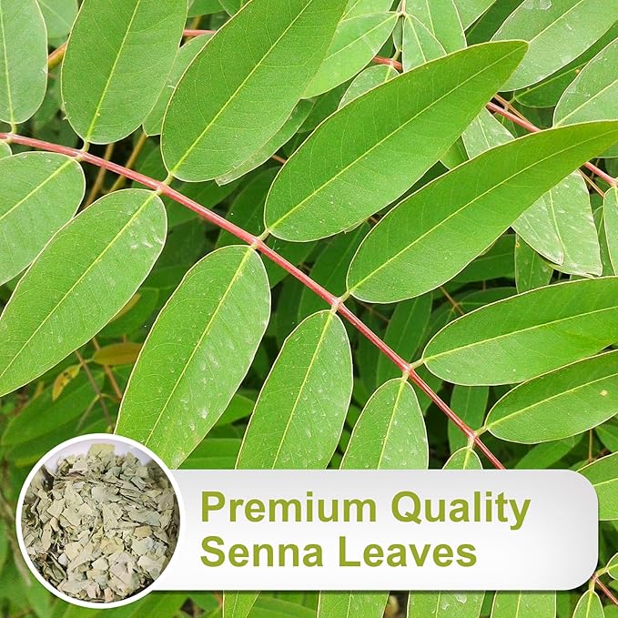 TEARELAE - Senna Tea, Hojas de Sen - Premium Indian Senna Leaves Tea Bags - Image 3