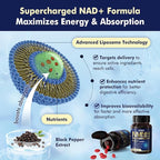 2Pack NAD+ Supplement, Next-Gen NMNH Liposomal 500mg, NR NMN Supplement - Image 7