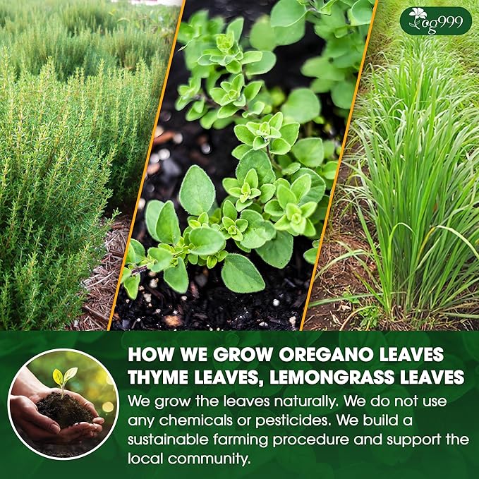 TOG999, Premium Oregano Herbal Tea - Image 5