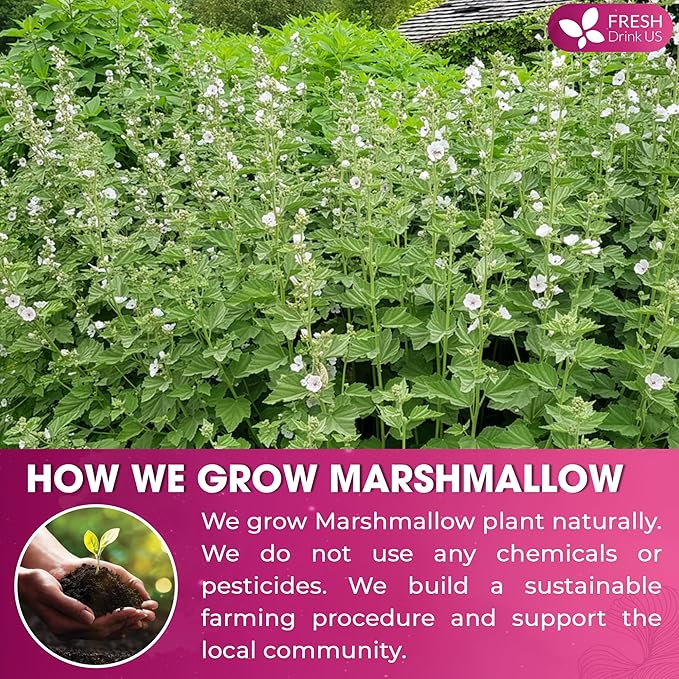 FreshDrinkUS, Premium 8oz Marshmallow Root Powder. Finely Ground – Premium - Image 5