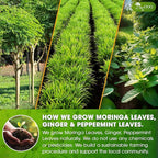 TOG999, Premium Moringa Ginger Peppermint Herbal Tea – 120 Tea Bags – - Image 5