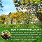 FreshDrinkUS, Premium 32oz Senna Leaf Powder, 100% Natural and Pure from Senna - Image 5