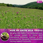 FreshDrinkUS, Premium 205 Milk Thistle Tea Bags, 100% Natural & Pure from Milk - Image 5