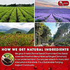 Upgraded Pressure Balance Herbal Tea - Image 5