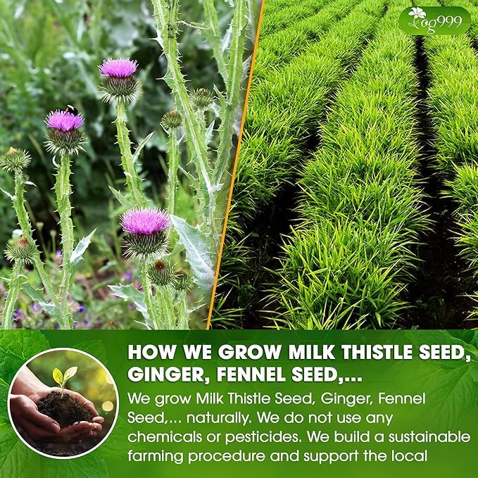 TOG999, Premium Stomach & Liver Herbal Tea – 60 Tea Bags – Milk Thistle Seed - Image 4