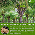 FreshDrinkUS, Coconut Milk Powder 16oz – Creamy & Rich Coconut Flavor – Great - Image 5